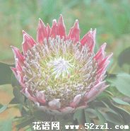 宁波慈溪帝王花（菩提花）的花语