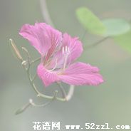 宁波慈溪紫金花的花语