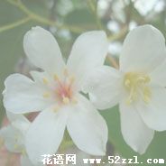 宁波慈溪油桐花的花语