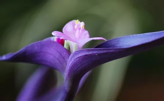 宁波慈溪兰花花语、玉兰花花语是什么？适合送什么人？