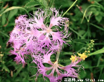 宁波慈溪瞿麦的花语