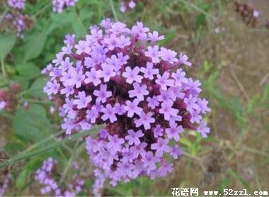 宁波慈溪百里香（麝香草）的花语