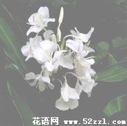 宁波慈溪姜花的花语