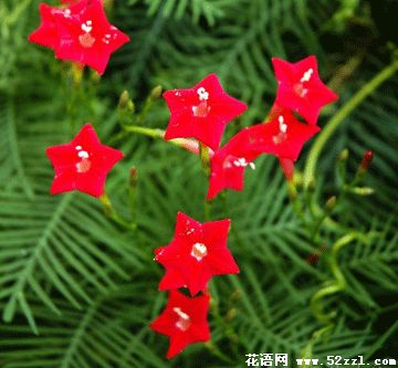 宁波慈溪五星花（茑萝花）的花语