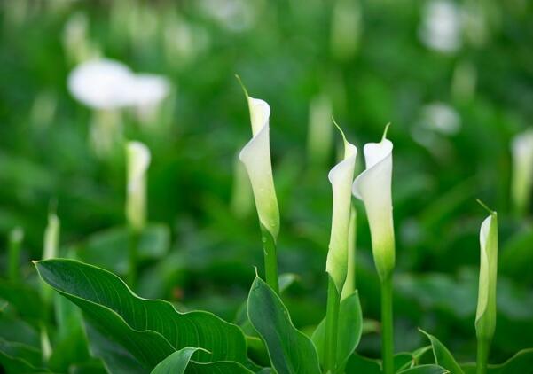 宁波慈溪海芋花的花语是什么