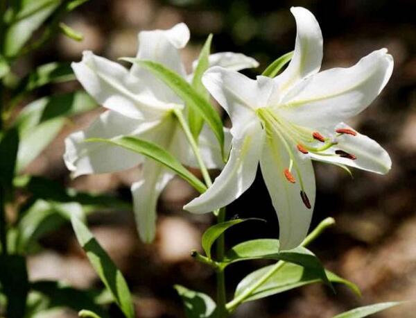 宁波慈溪狐尾百合花的花语