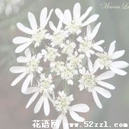 宁波慈溪蕾丝花的花语