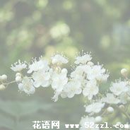 宁波慈溪珍珠梅的花语