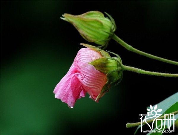 宁波慈溪芙蓉花花语是什么，贞操/纯洁/纤细之美