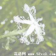 宁波慈溪变色瓜的花语