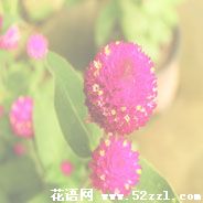 宁波慈溪千日红的花语