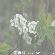 宁波慈溪笑靥花的花语