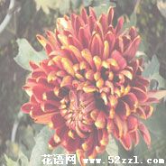 宁波慈溪菊花花语—各种菊花的花语大全