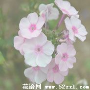 宁波慈溪美女樱（美人樱）的花语