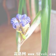 宁波慈溪孔雀兰的花语