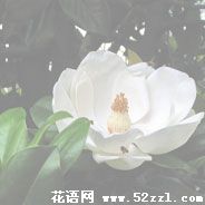 宁波慈溪广玉兰（荷花玉兰）的花语