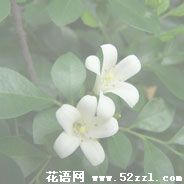 宁波慈溪九里香的花语