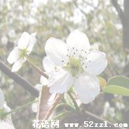 宁波慈溪梨花的花语