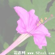 宁波慈溪胭脂花的花语