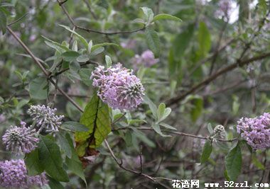 宁波慈溪密蒙花的花语