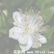 宁波慈溪香不桃的花语