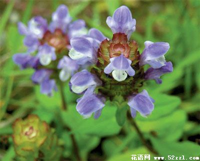 宁波慈溪夏枯草的花语