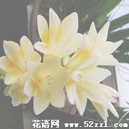 宁波慈溪香雪兰（小苍兰）的花语