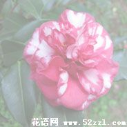 宁波慈溪红色茶梅的花语