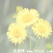 宁波慈溪六月菊的花语