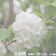 宁波慈溪琼花（蝴蝶花）的花语