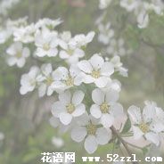 宁波慈溪珍珠花的花语