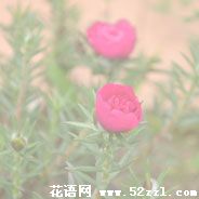 宁波慈溪半枝莲（韩信草）的花语