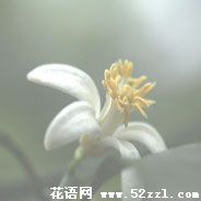 宁波慈溪柠檬花的花语