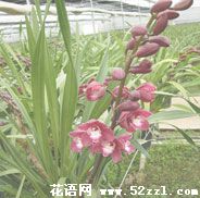 宁波慈溪大花蕙兰的花语