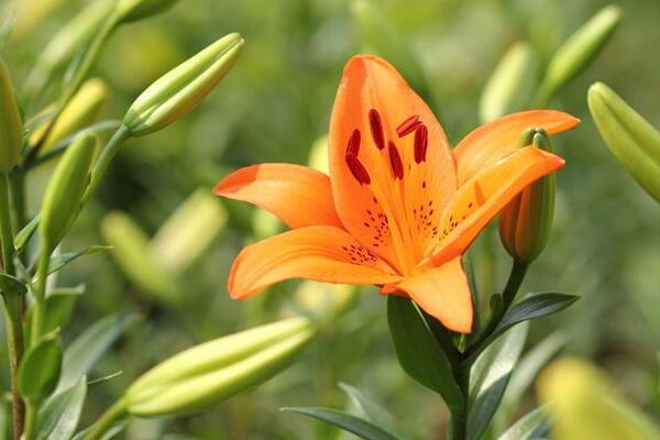 宁波慈溪百合花花语是什么，代表着美好的家庭和伟大的爱