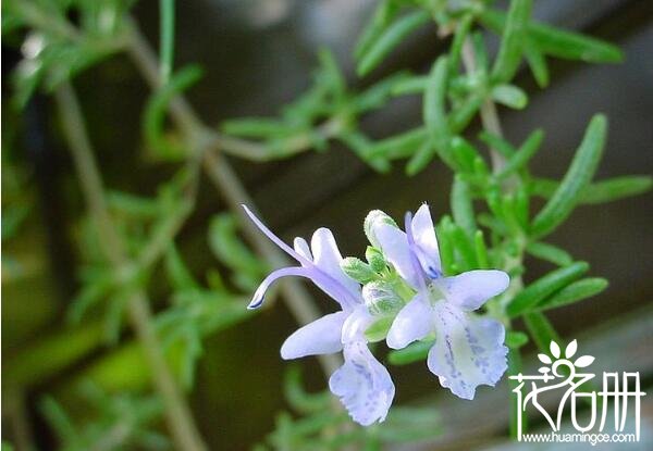 宁波慈溪迷迭香的花语是什么 留住美好的回忆