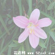 宁波慈溪韭菜兰的花语