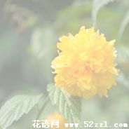 宁波慈溪棣棠花的花语