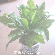 宁波慈溪鸟巢蕨的花语