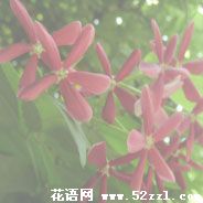 宁波慈溪使君子（留球子）的花语