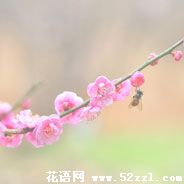 宁波慈溪梅花的花语