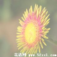 宁波慈溪白日菊的花语