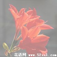 宁波慈溪火花兰的花语