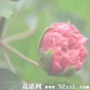 宁波慈溪芙蓉花的花语