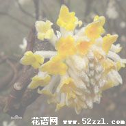 宁波慈溪打结花（黄瑞香）的花语