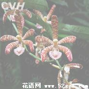 宁波慈溪花蜘蛛兰的花语