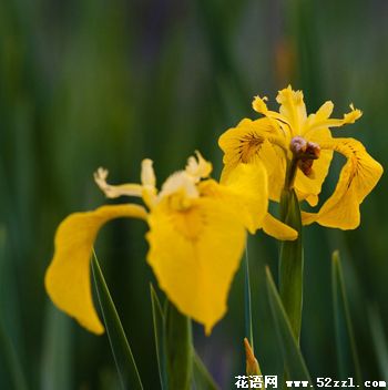 宁波慈溪小鸢尾花（明黄色）的花语