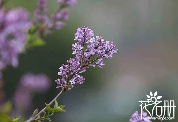 宁波慈溪丁香花的花语是什么 纯洁的初恋