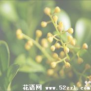 宁波慈溪米兰花的花语