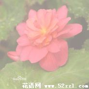 宁波慈溪待宵花的花语